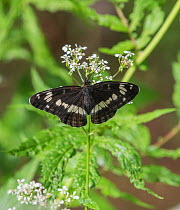 White admiral butterfly (Limenitis camilla), newly emerged male, Finland, June.