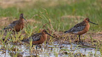 Bar-tailed godwit (Limosa lapponica), males, Finland, June.
