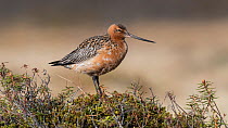 Bar-tailed godwit (Limosa lapponica), male, Finland, June.