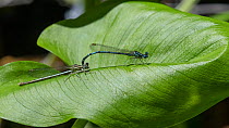 Blue featherleg damselfly (Platycnemis pennipes), male and female in tandem, Finland, July.