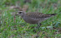 American golden plover (Pluvialis dominica), feeding on worm, Finland, October.