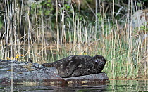 Saimaa ringed seal (Pusa hispida saimensis) freshwater seal, endemic to Lake Saimaa, Finland May.