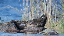 Saimaa ringed seal (Pusa hispida saimensis) freshwater seal, endemic to Lake Saimaa, Finland May.
