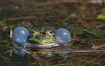 Edible frog (Rana esculenta), male in pond croaking, vocal sacs inflated, Finland, May.
