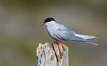 Arctic tern (Sterna paradisaea), on post, Finland, May.
