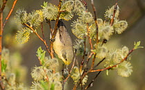 Lesser whitethroat (Sylvia curruca) covered in yellow pollen, Finland, May.