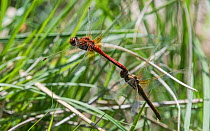 Yellow-winged darter (Sympetrum flaveolum), male and female in tandem, Finland, August.