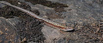Viviparous lizard (Zootoca vivipara), Finland, August.