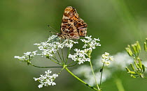 Map butterfly (Araschnia levana), female, Finland, July.