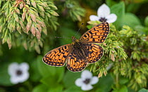 Pearl-bordered fritillary butterfly (Boloria euphrosyne), male, Finland, July.