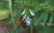 Bumble bee (Bombus schrencki), on flower, Finland, August.