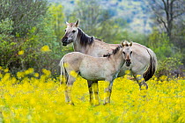Sorraia horses, mare and foal standing amongst wildflowers in meadow. Middle Coa, Coa Valley, Western Iberia, Portugal. April.