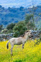 Sorraia horse foal standing in meadow. Middle Coa, Coa Valley, Western Iberia, Portugal. April 2016.
