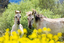 Sorraia horses, mare and foal standing amongst flowers. Middle Coa, Coa Valley, Western Iberia, Portugal. April.