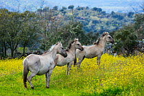 Sorraia horses, adult and two foals standing in meadow. Middle Coa, Coa Valley, Western Iberia, Portugal. April 2016.