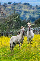 Sorraia horses, two foals standing in meadow. Middle Coa, Coa Valley, Western Iberia, Portugal. April 2016.