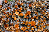 Cork oak (Quercus suber) logpile. Faia Brava Reserve, Archaeological Park of the Coa Valley, Western Iberia, Portugal. April.