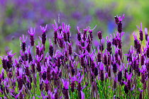 Spanish lavender (Lavandula stoechas). Faia Brava Reserve, Archaeological Park of the Coa Valley, Western Iberia, Portugal. April.
