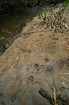 European river otter (Lutra lutra) footprints on riverbank mud. Ribeira de Piscos, Archaeological Park of the Coa Valley, Western Iberia, Portugal. April.