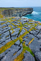 Limestone pavement overlooking Galway Bay. Dun Duchathair / Black Fort Cliffs. Inishmore, Aran Islands, County Galway, Republic of Ireland. May 2011.