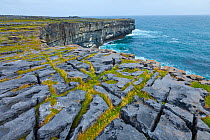 Limestone pavement overlooking Galway Bay. Dun Duchathair / Black Fort Cliffs. Inishmore, Aran Islands, County Galway, Republic of Ireland. May 2011.