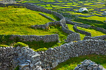 Countryside with mosaic of drystone walls. Inisheer, Aran Islands, County Galway, Republic of Ireland. May 2011.