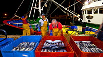 Fishermen sorting Albacore / Longfin tuna (Thunnus alalunga) fish catch on dock in early morning. Santona, Cantabria, Spain. August 2011.