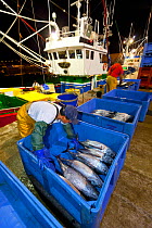 Fishermen sorting Albacore / Longfin tuna (Thunnus alalunga) fish catch on dock in early morning. Santona, Cantabria, Spain. August 2011.