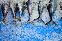 Albacore / Longfin tuna (Thunnus alalunga) caught fish, tails on ice. Santona, Cantabria, Spain. August 2011.