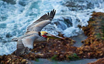 Brown pelican (Pelecanus occidentalis)in flight over coast. La Jolla, San Diego, California, USA. February.