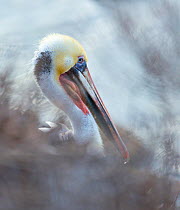 Brown pelican (Pelecanus occidentalis). La Jolla, San Diego, California, USA. February.