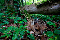 Roe deer (Capreolus capreolus) fawn aged a few hours, curled up on forest floor waiting for mother to return. Yonne, Bourgogne-Franche-Comte, France. May.
