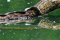 Grass snake (Natrix natrix) sunbathing on log above water. Seine et Marne, Ile-de-France. May.