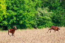 Roe deer (Capreolus capreolus), buck chasing doe through field, at woodland edge. Yonne, Bourgogne-Franche-Comte, France. May.