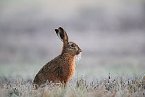 European hare (Lepus europaeus) with frozen whiskers on frosty morning. Yonne, Bourgogne-Franche-Comte, France. March.