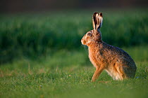 European hare (Lepus europaeus) sitting in grassland, in evening light. Yonne, Bourgogne-Franche-Comte, France. April.