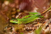 European green lizard (Lacerta viridis). Yonne, Bourgogne-Franche-Comte, France. March.