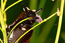 Black slug (Arion ater) eating Cuckooflower (Cardamine pratensis), close up. Yonne, Bourgogne-Franche-Comte, France. April.
