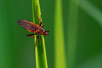 Dance fly (Empis tesselata) on blade of grass. Yonne, Bourgogne-Franche-Comte, France. April.