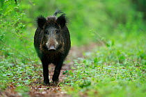 Wild boar (Sus scrofa) female walking along path. Yonne, Bourgogne-Franche-Comte, France. May.