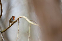 European robin (Erithacus rubecula) singing, perched on branch. Yonne, Bourgogne-Franche-Comte, France. March.