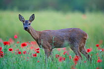 Roe deer (Capreolus capreolus) doe grazing in meadow with poppies (Papaver rhoeas). Yonne, Bourgogne-Franche-Comte, France. June.