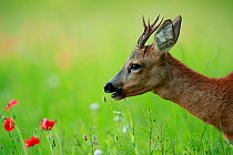 Roe deer (Capreolus capreolus) buck grazing in meadow with Poppy (Papaver rhoeas). Yonne, Bourgogne-Franche-Comte, France. June.
