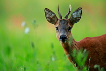 Roe deer (Capreolus capreolus) buck, portrait. Yonne, Bourgogne-Franche-Comte, France. June.