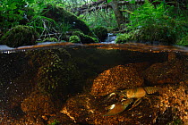 Signal crayfish (Pacifastacus leniusculus), non-native invasive species, on riverbed in woodland. La Cure river, Morvan, Bourgogne-Franche-Comte, France. May.