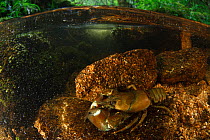 Signal crayfish (Pacifastacus leniusculus), non-native invasive species, on riverbed. La Cure river, Morvan, Bourgogne-Franche-Comte, France. May.
