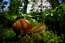 Edible snail / Escargot (Helix pomatia) in woodland. Yonne, Bourgogne-Franche-Comte, France. April.