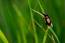 Ground beetle (Poecilus cupreus) on blade of grass. Yonne, Bourgogne-Franche-Comte, France. April.