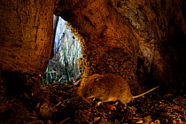Bank vole (Clethrionomys glareolus) inside base of tree trunk. Yonne, Bourgogne-Franche-Comte, France. March.