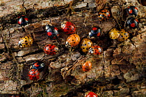 Harlequin ladybird (Harmonia axyridis) group overwintering under bark in crack in tree, non-native invasive species. Bourgogne-Franche-Comte, France. March.